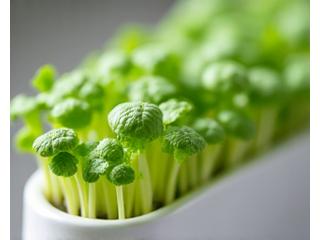 Close-up of freshly sprouted microgreens in a shallow tray, illuminated by soft indoor light, highlighting their delicate leaves and vibrant green.